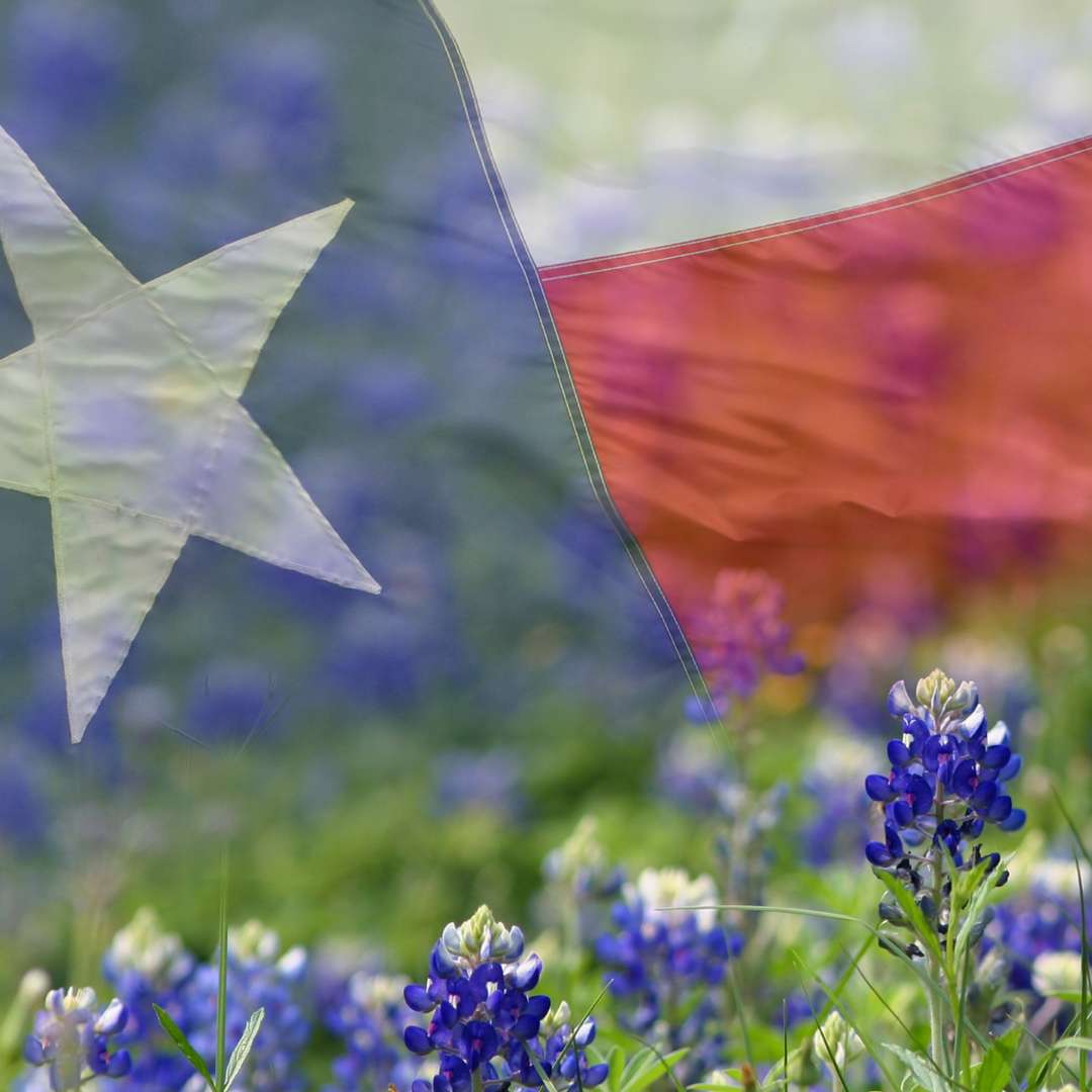 Eating Disorder Treatment Near Addison Texas Flower and Flag