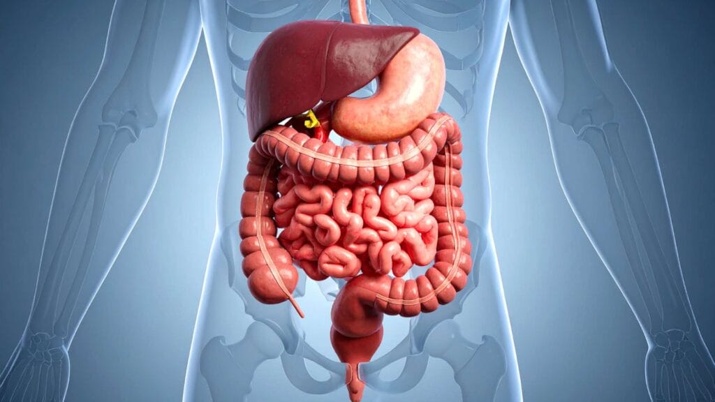Eating Disorders and Your Gut The GI Complications EDS